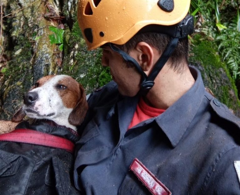 Após oito dias desaparecidos, cães são resgatados por bombeiros perto de cachoeira