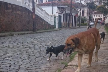 Em tempos de pandemia, Prefeitura de Ouro Preto pede ajuda da população no cuidado aos animais de rua