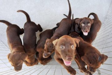 Saiba como cuidar dos animais em tempos de Coronavírus