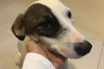 Giárdia em pets: como diagnosticar, tratar e prevenir?