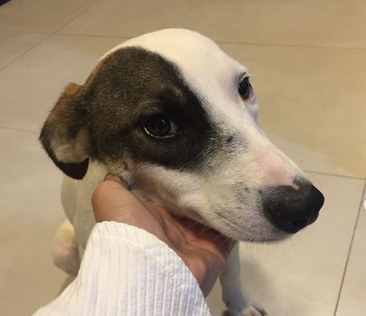 Giárdia em pets: como diagnosticar, tratar e prevenir?