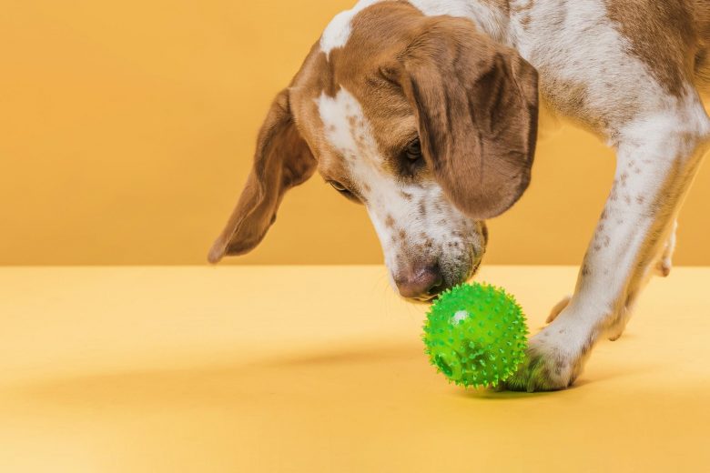 Pets na quarentena: saiba como mantê-los ativos e saudáveis cumprindo as regras