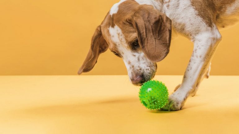 Pets na quarentena: saiba como mantê-los ativos e saudáveis cumprindo as regras