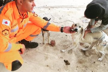 Cão resgatado pelos Bombeiros já está em casa com a família