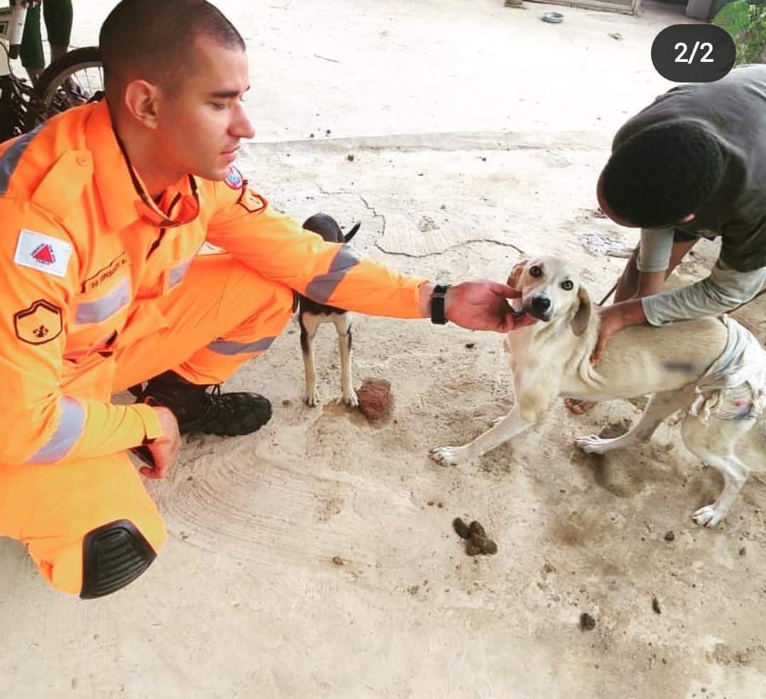 Cão resgatado pelos Bombeiros já está em casa com a família