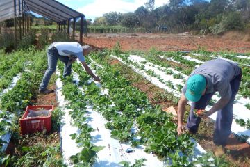 Produtor rural prejudicado pela pandemia poderá renegociar dívidas