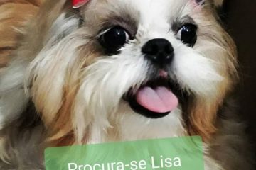 Cachorrinha desaparecida: alguém viu a Lisa?