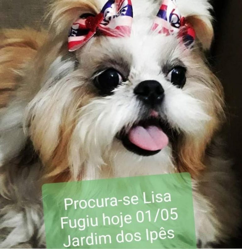 Cachorrinha desaparecida: alguém viu a Lisa?