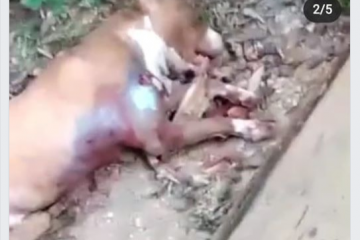 Morte de cachorro durante operação da PM repercute em Conceição do Mato Dentro