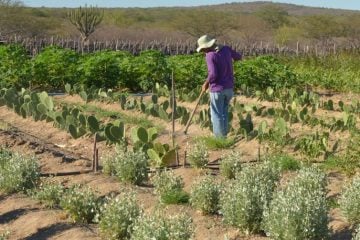 CMN facilita renegociação de dívidas de produtores rurais