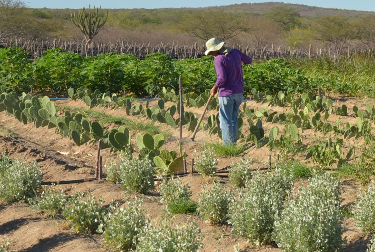 CMN facilita renegociação de dívidas de produtores rurais