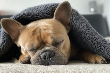 Como proteger os animais de estimação nesses dias mais frios