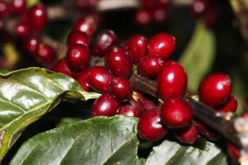Produção de café cria alternativa ao desmatamento em Rondônia