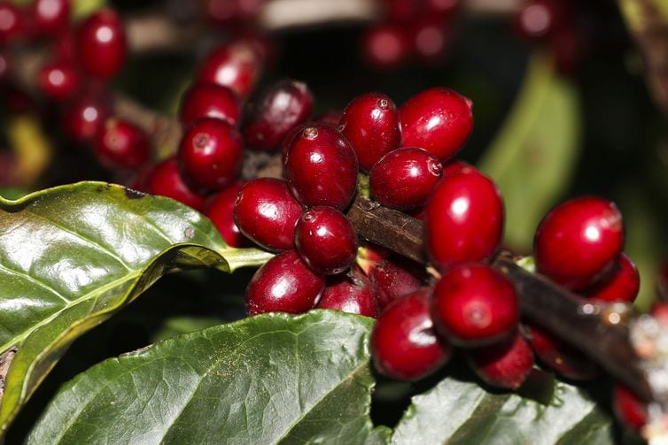 Produção de café cria alternativa ao desmatamento em Rondônia