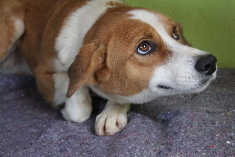 Centro de Acolhimento de Animais adapta procedimento de adoção em Mariana