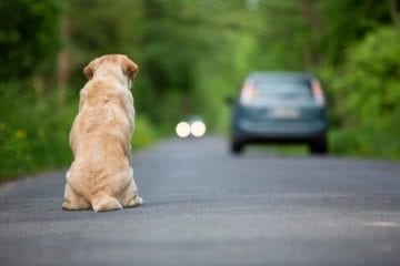 Aumenta abandono de animais durante a pandemia de Covid-19