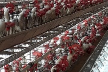 Granjas com até mil aves serão registradas em todo o Estado