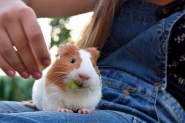 Animais exóticos de estimação precisam de cuidado redobrado no inverno
