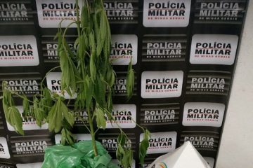 Seis pés de maconha são encontrados em residência de Monlevade