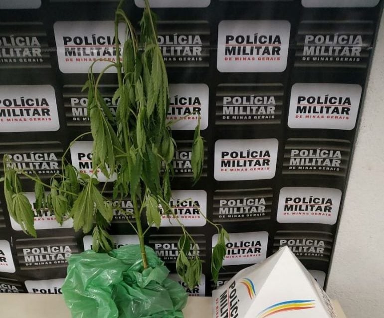 Seis pés de maconha são encontrados em residência de Monlevade