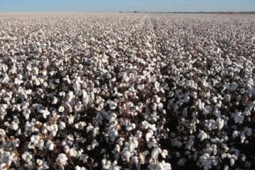 Tecnologias da Embrapa ajudam Ceará a dobrar produção de algodão