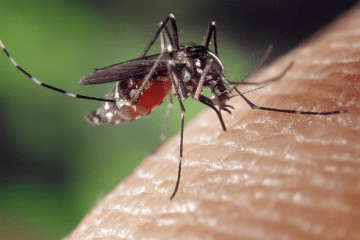 Belo Horizonte registra oito novas mortes causadas por dengue