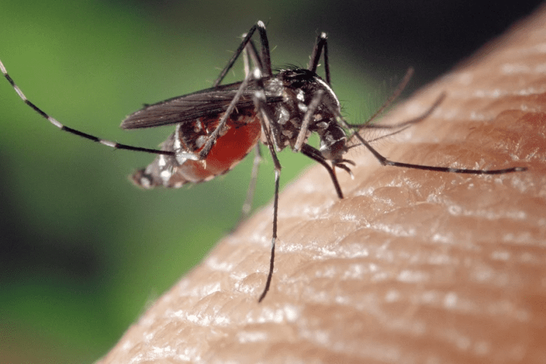 Caótico: Monlevade registra novos 235 casos de Dengue em apenas 15 dias