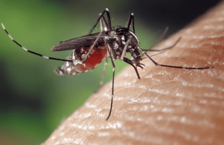 Com índice de infestação em 9%, Itabira corre risco de surto de dengue
