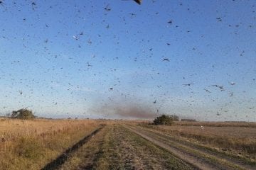 Nuvem de gafanhotos volta a preocupar agricultores brasileiros