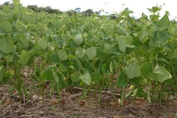 Estudo projeta redução de áreas de produção de arroz e feijão