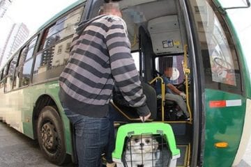 Vereadores de Itabira aprovam transporte de animais domésticos em ônibus da Cisne