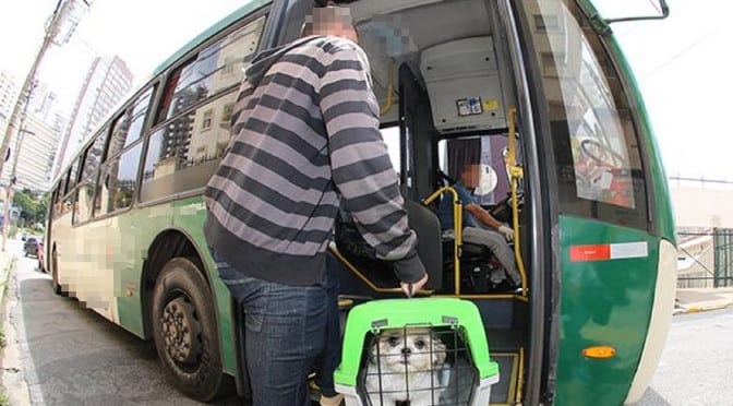 Vereadores de Itabira aprovam transporte de animais domésticos em ônibus da Cisne