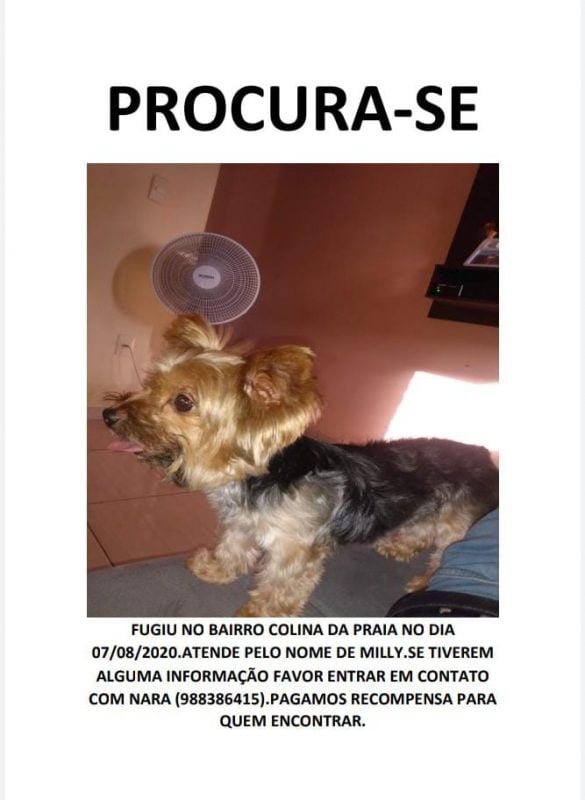 Alguém viu a Milly?