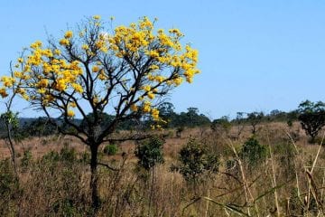 Áreas de biomas brasileiros caíram 8,34% entre 2000 e 2018
