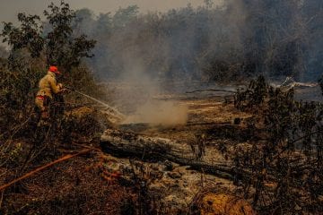 Onça que sobreviveu a fogo do Pantanal tem alta; falta plano de devolução