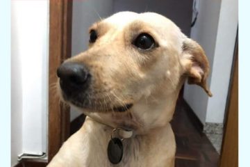 Vira-lata caramelo pede “aujuda” em tratamento contra leishmaniose