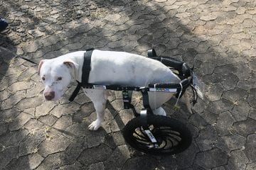 MPMG oferece denúncia contra homem acusado de mutilar cão em Confins