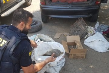 PRF resgata papagaios, jabutis e cágados do tráfico de animais