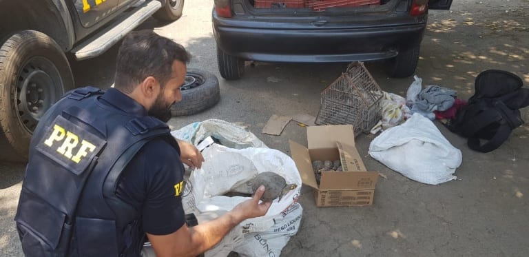 PRF resgata papagaios, jabutis e cágados do tráfico de animais