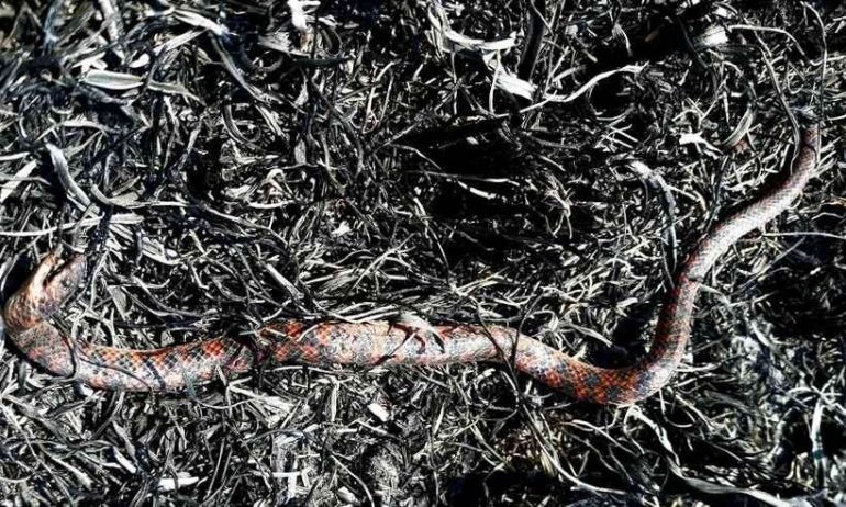 Serra do Cipó: cansaço e feridas marcam os 9 dias de combate ao fogo