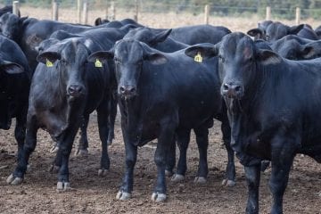 Rebanho bovino cresce em 2019, influenciado pelo cenário externo