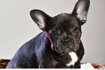 Casal que resgatou cão será indenizado pelo proprietário do animal