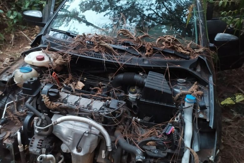 Carro roubado é encontrado desmanchado em plantação de pinho
