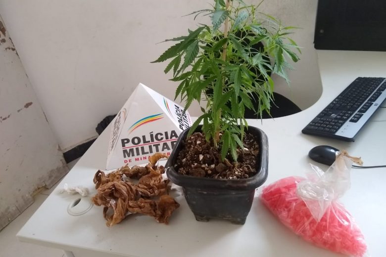 Polícia apreende pé de maconha e pinos de cocaína vazios em Itabira