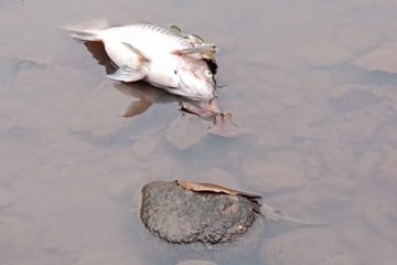 Morte repentina de peixes no Rio Piracicaba assusta moradores