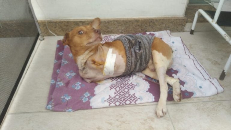 Ampari cria “vaquinha” em prol de filhote maltratado e abandonado