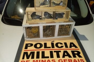 Homem transportando pássaros da fauna silvestre é preso em Itabira