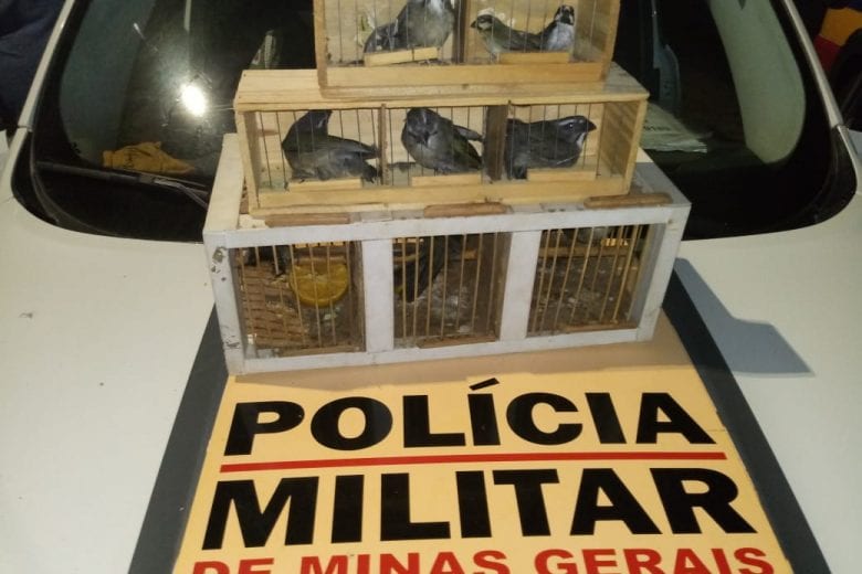 Homem transportando pássaros da fauna silvestre é preso em Itabira