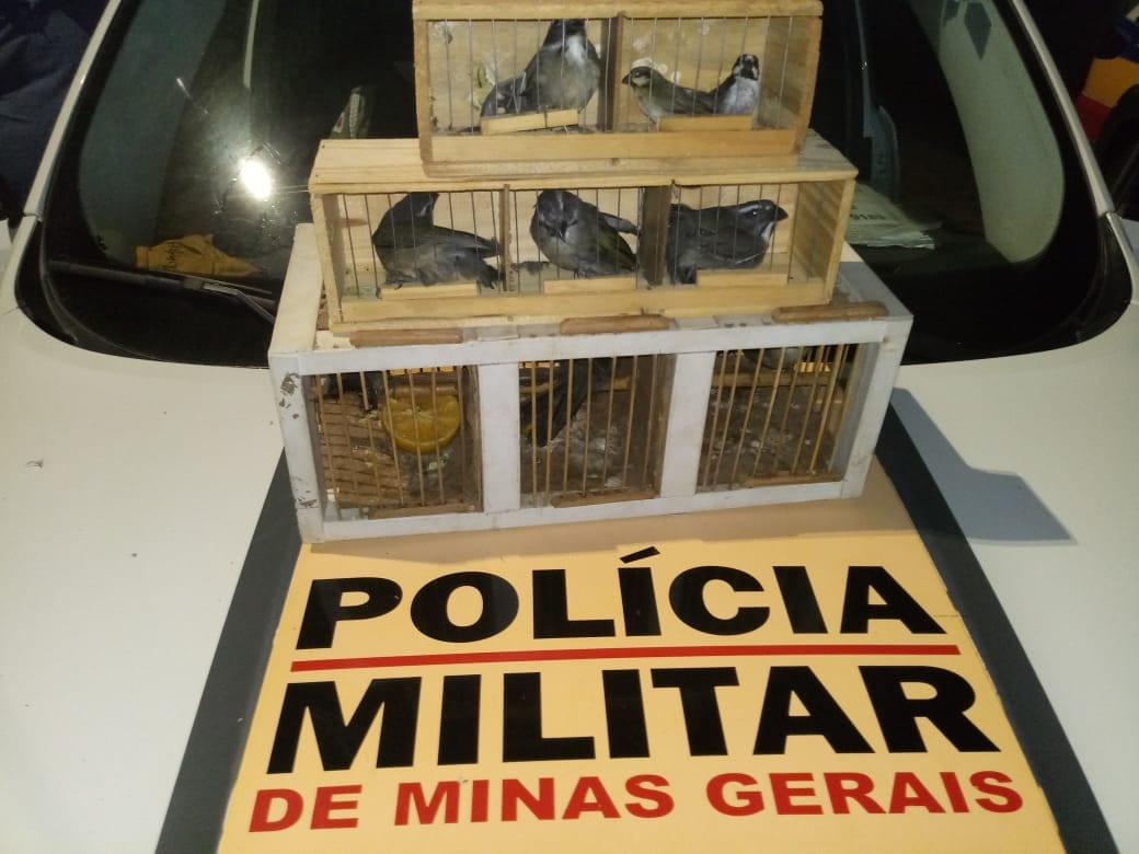 Homem transportando pássaros da fauna silvestre é preso em Itabira