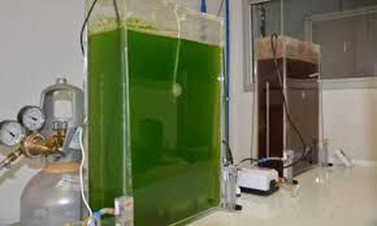 Governo altera selo que permite reduzir contribuições para biodiesel